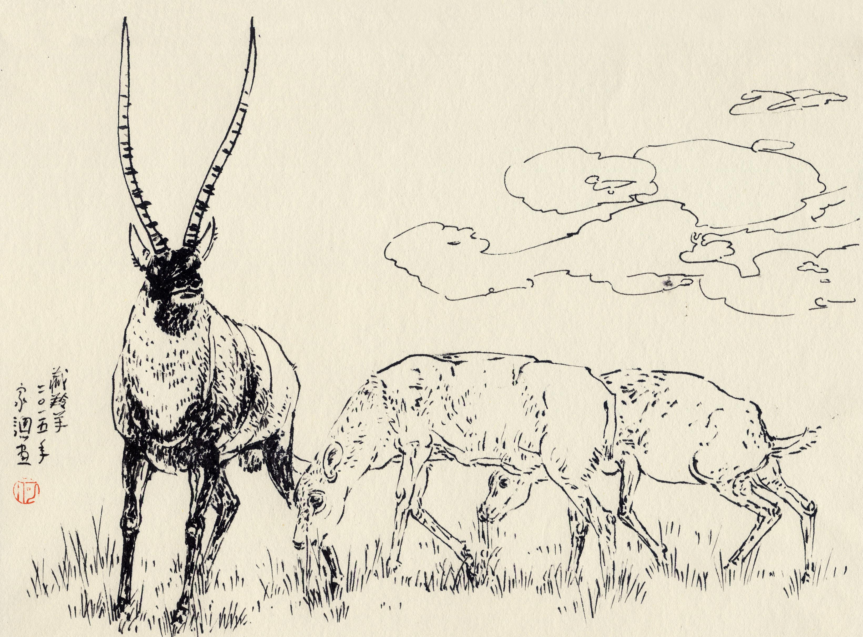 速写藏羚羊
